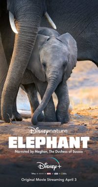 فيلم Elephant 2020 مترجم